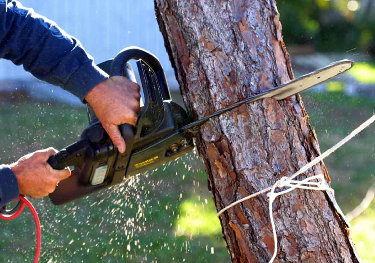 Professional-Tree-Removal